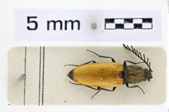 Foto (Dorsalansicht) von Anostirus castaneus (NHMW-ZOO-COL-0008647)